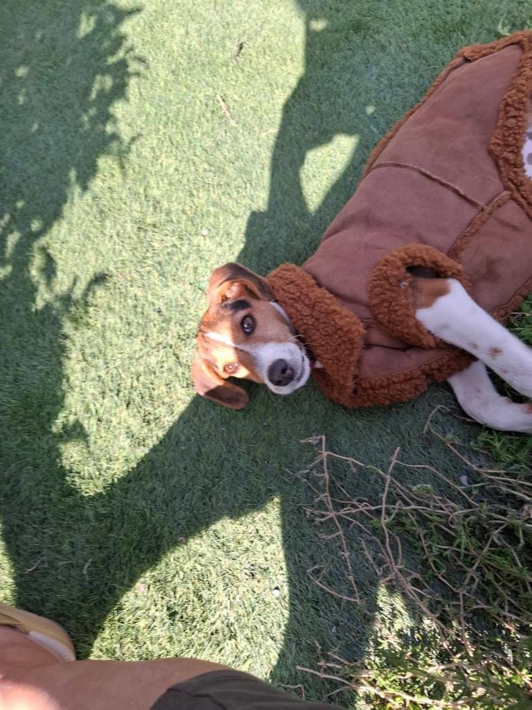 beagle-terrier kırması